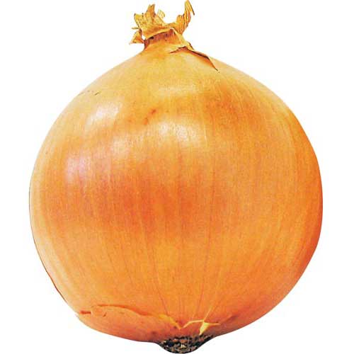 北海道産 他国内産　玉ねぎ １個（入荷によって新玉ねぎになります）