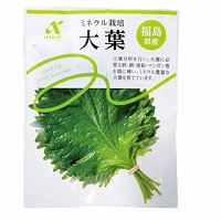 アクシアル大葉
